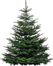 Cutout USP Baum Cutout USP Baum